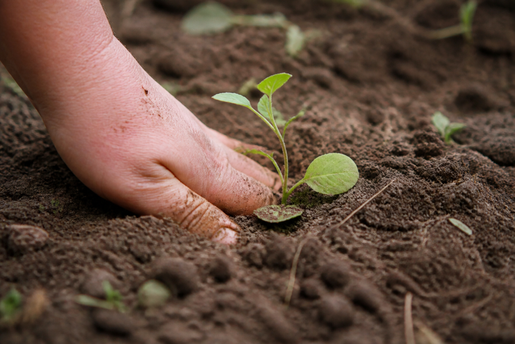 Main enfoncant jeune plant racines blanches en terre