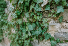 Lierre vert enroule sur un mur de pierre