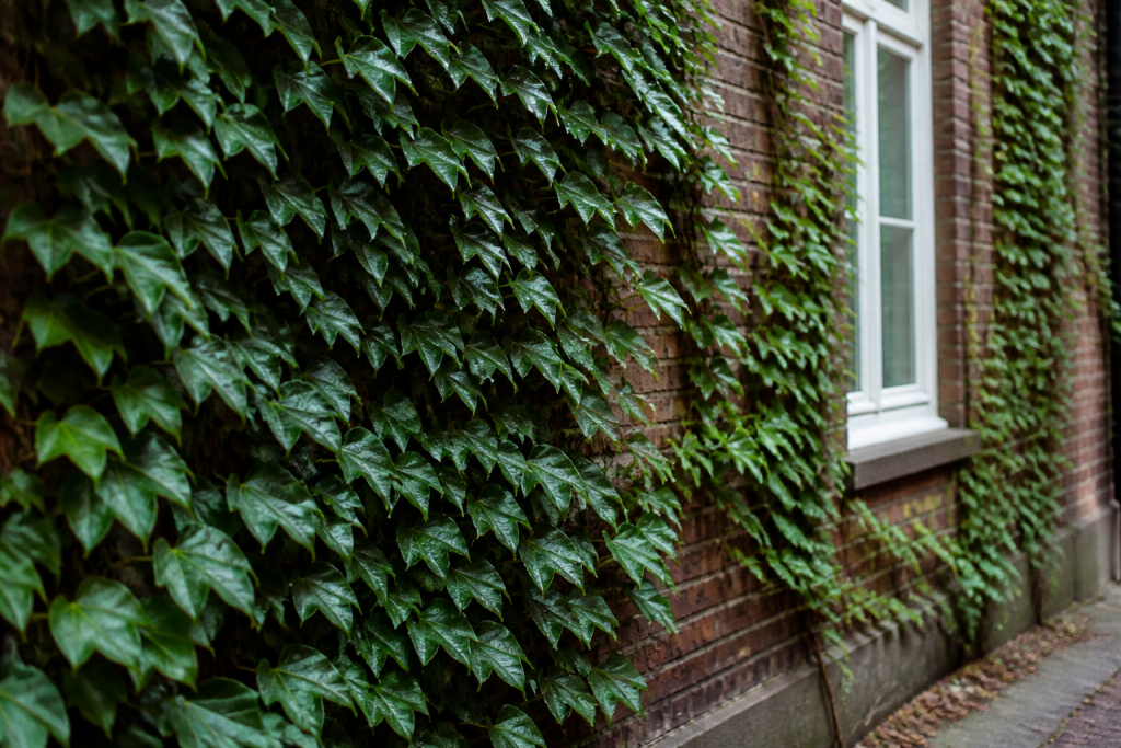Lierre vert grimpant feuilles brillantes couvrant facade brique