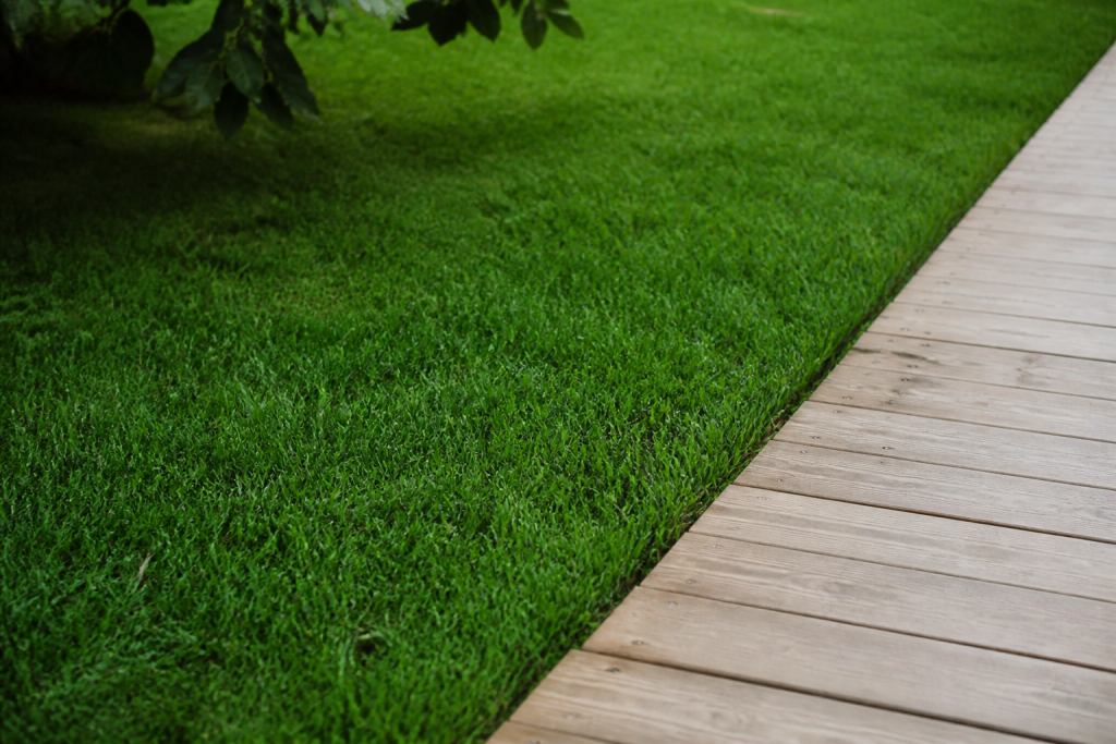Pelouse dense vert foncé bordant terrasse en bois clair