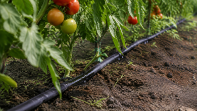Tuyau goutte goutte noir longe rangee tomates