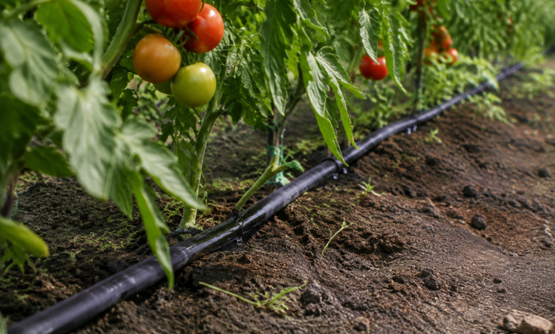 Tuyau goutte goutte noir longe rangee tomates