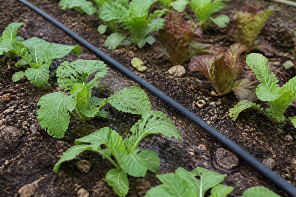 Tuyau microporeux arrosant goutte legumes rangees potager