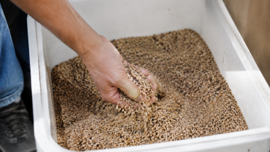 Main versant granules dans bac blanc
