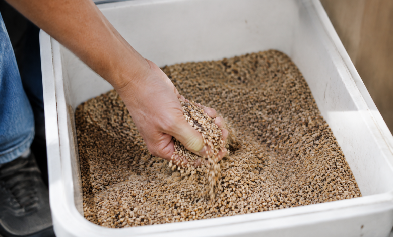 Main versant granules dans bac blanc