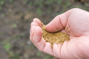 Avantages inattendus du semis de gazon en décembre