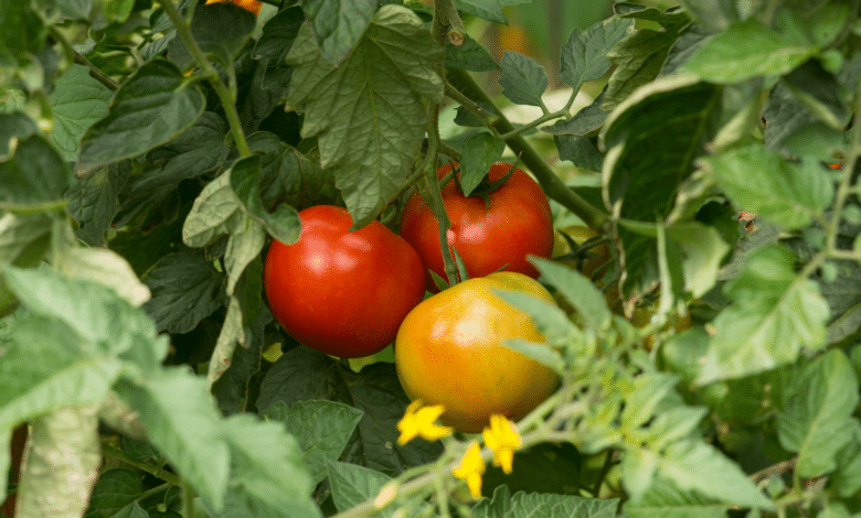 plants de tomates