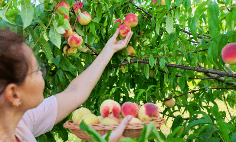 préparer vos fruitiers pour une récolte généreuse