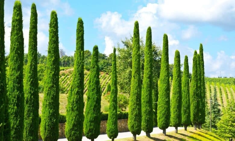 Les champions de la croissance : 6 arbres persistants pour un jardin luxuriant en un temps record
