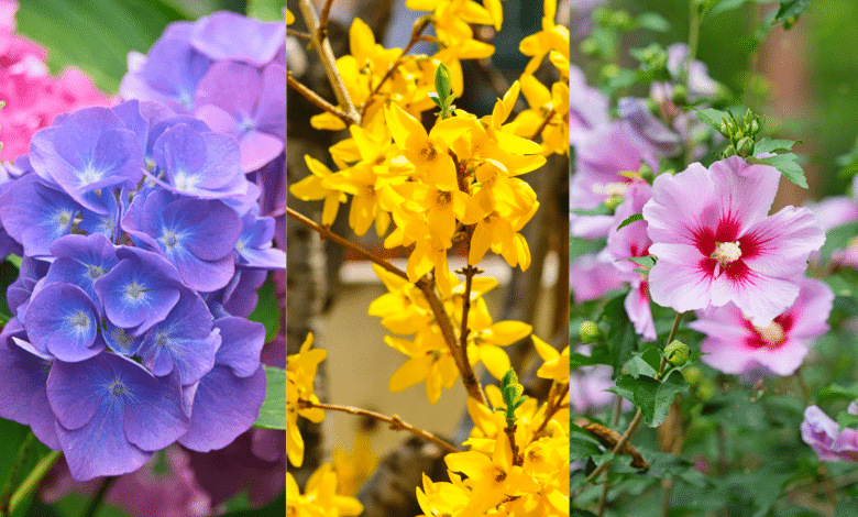 Les plus beaux arbustes fleuris