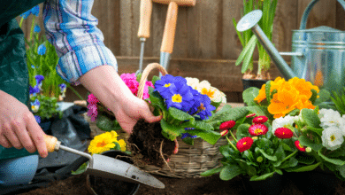 fleurs à planter en février