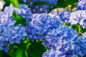 hortensias florissants