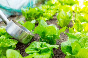 L'eau de cuisson des légumes est un fertilisant liquide souvent négligé.