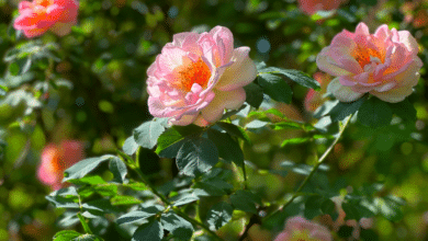 rosier