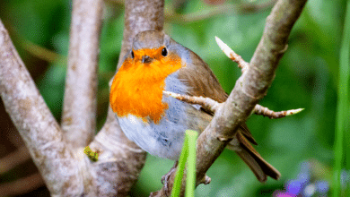 rouge-gorges au jardin