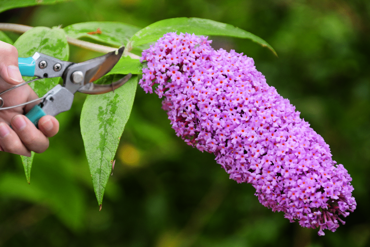 Comment réussir la taille du buddleia pour une explosion de fleurs tout ...